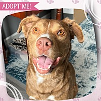 adopt a pet