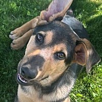 adopt a pet