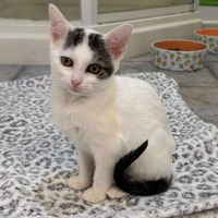 adopt-pet