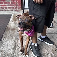 adopt a pet