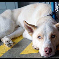 adopt a pet