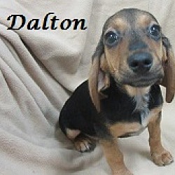 Thumbnail photo of Dalton #1