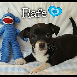 Thumbnail photo of Rafe #3
