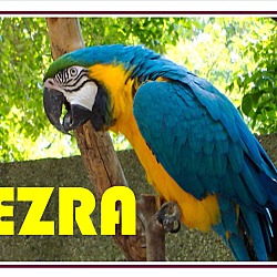 Thumbnail photo of Ezra Blue & Gold Macaw +1 #1