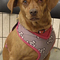 Photo of Sandy (Special Needs)