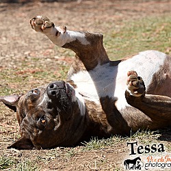 Photo of Tessa