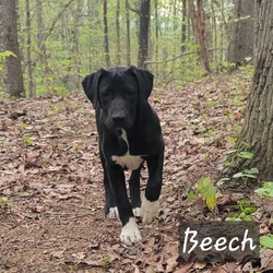 Thumbnail photo of Beech #2