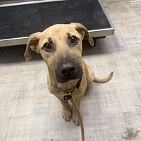 adopt a pet