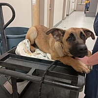adopt a pet