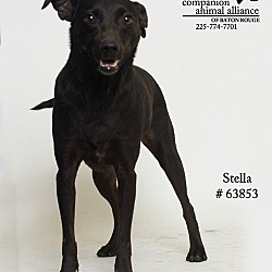 Thumbnail photo of Stella (Foster) #1