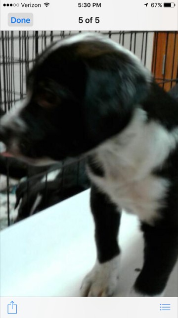 Colorado Springs Co Border Collie Meet Puppies 10 Weeks A Pet For Adoption