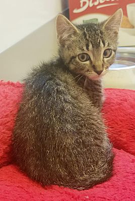 Chicago Il Domestic Shorthair Meet Koval A Pet For Adoption