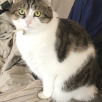 Calico Kittens For Sale In Florence Kentucky Adoptapet Com