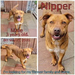 Photo of Nipper