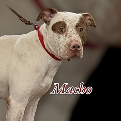 Thumbnail photo of MACHO #1