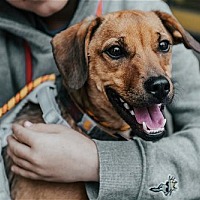adopt-pet