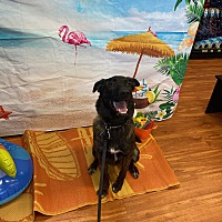 adopt-pet