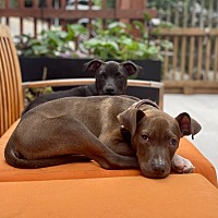 adopt a pet