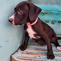 adopt a pet