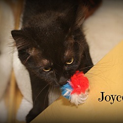 Thumbnail photo of Joyce #3