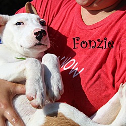 Thumbnail photo of Fonzie~adopted! #4