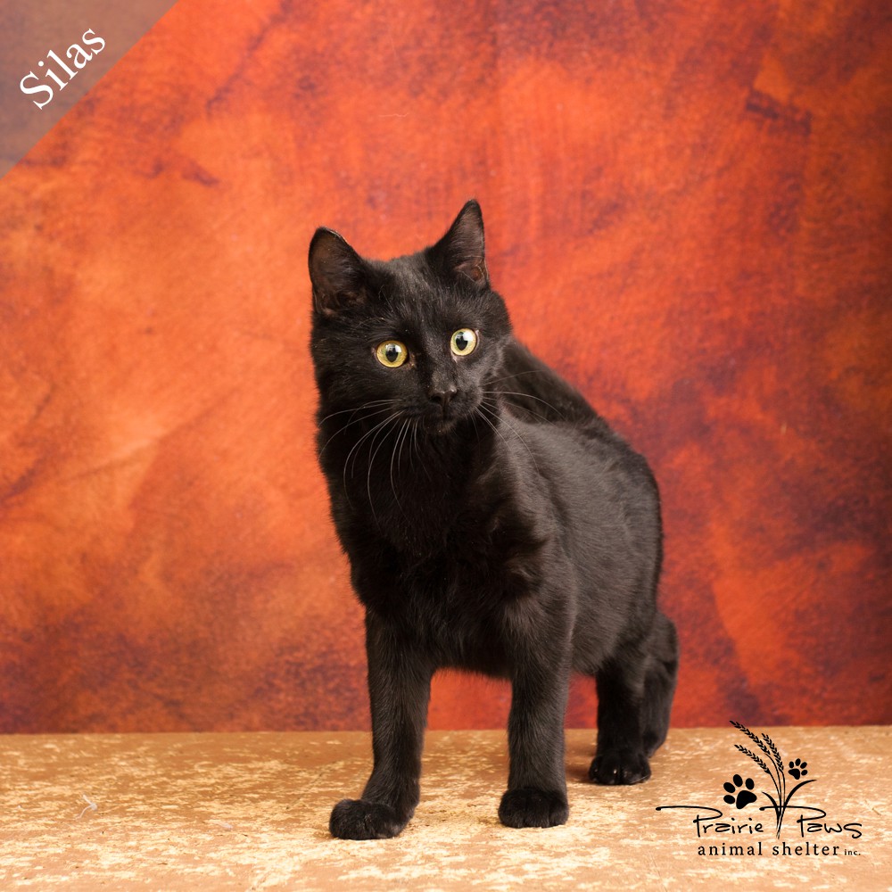 Ottawa Ks Domestic Shorthair Meet Silas Petsmart Iowa Street A