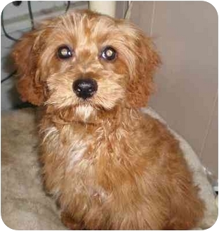 yorkie cocker spaniel