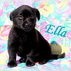 Thumbnail photo of Ella~adopted! #2
