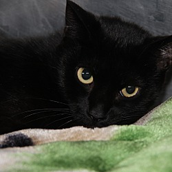 Thumbnail photo of Stormy (Spayed/Combo Tested) #4