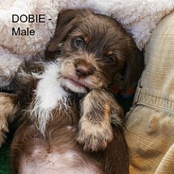Photo of Dobie