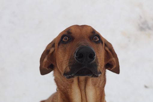 German shepherd coonhound top