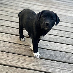 Thumbnail photo of Tucker~adopted! #3