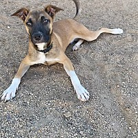 adopt-pet