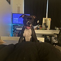 adopt a pet