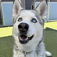 adopt a pet