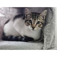 adopt-pet