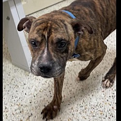 Photo of Maiki, adoptable Bulldog in Liberty, South Carolina