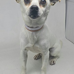 Rooster *foster needed*
