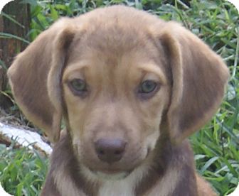 Rochester Ny Labrador Retriever Meet Mocha A Pet For Adoption Adoptapet Com Rochester Ny Labrador Retriever Meet Mocha A Pet For Adoption Adoptapet Com