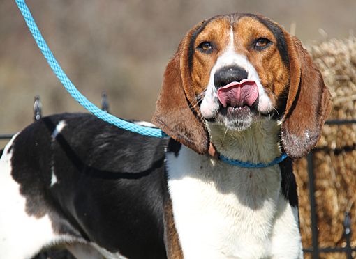 Texas walker hound sales