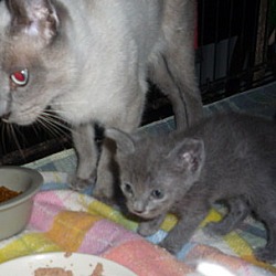 Thumbnail photo of Russian Blue mix kittens #2