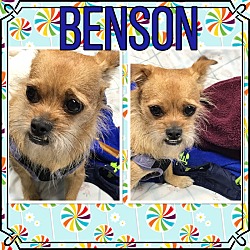 Photo of Benson
