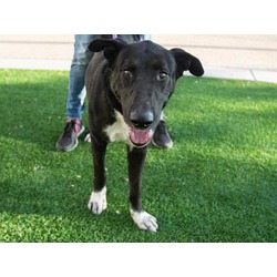 Maricopa County Animal Care & Control East Valley Animal Shelter in Mesa,  AZ 