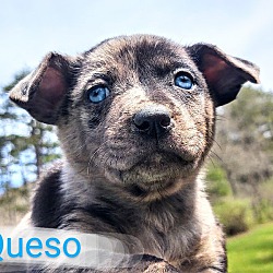 Thumbnail photo of Queso #3