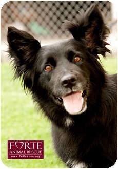 belgian sheepdog puppies for sale in california lola adopted dog 850 marina del rey ca border collie belgian sheepdog puppies for sale in california lola adopted dog 850 marina del rey ca border collie
