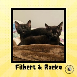Thumbnail photo of Rocko & Filbert #3
