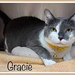 Thumbnail photo of GRACIE #1