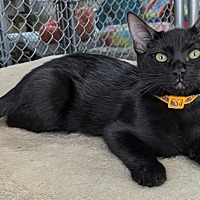 adopt-pet