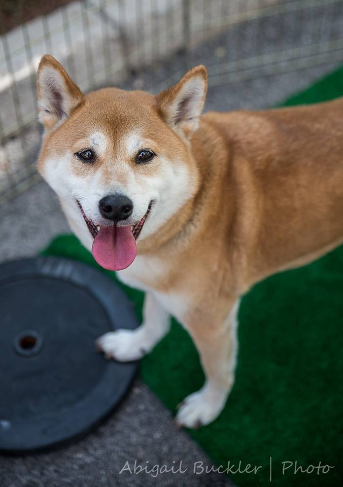 Las Vegas Nv Shiba Inu Meet Stevie Ray A Pet For Adoption