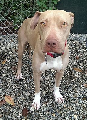Staffy x sales weimaraner